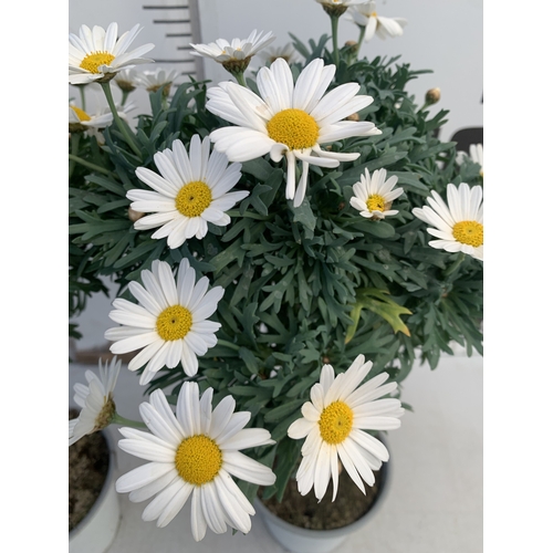 157 - TWO WHITE CHRYSANTHEMUM FRUTESCENS IN 1.5 LTR POTS. APPROX 50CM TALL, TO BE SOLD FOR THE TWO
