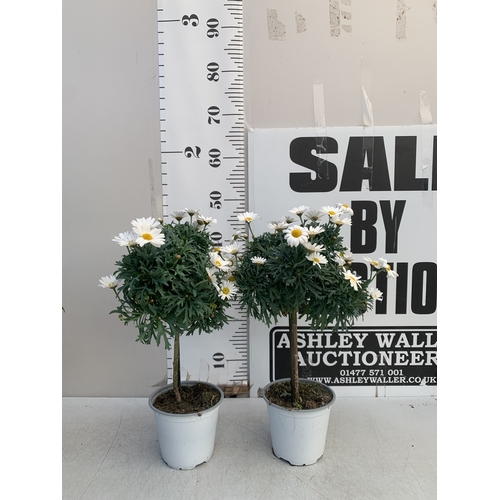 158 - TWO WHITE CHRYSANTHEMUM FRUTESCENS IN 1.5 LTR POTS. APPROX 50CM TALL, TO BE SOLD FOR THE TWO