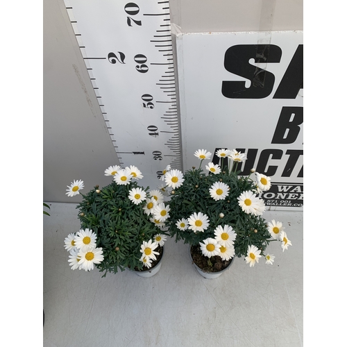158 - TWO WHITE CHRYSANTHEMUM FRUTESCENS IN 1.5 LTR POTS. APPROX 50CM TALL, TO BE SOLD FOR THE TWO