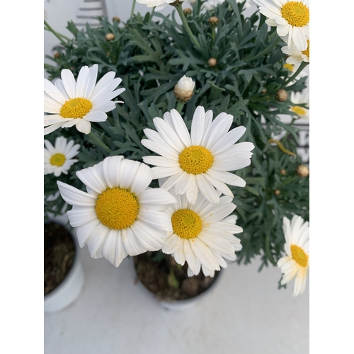 158 - TWO WHITE CHRYSANTHEMUM FRUTESCENS IN 1.5 LTR POTS. APPROX 50CM TALL, TO BE SOLD FOR THE TWO