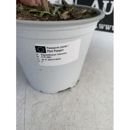 158 - TWO WHITE CHRYSANTHEMUM FRUTESCENS IN 1.5 LTR POTS. APPROX 50CM TALL, TO BE SOLD FOR THE TWO