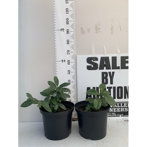161 - TWO CHERRY LAURELS IN 10 LTR POTS. APPROX 50CM TALL, TO BE SOLD FOR THE PAIR