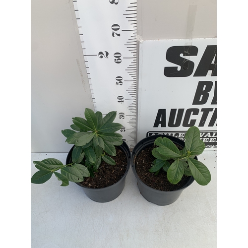 161 - TWO CHERRY LAURELS IN 10 LTR POTS. APPROX 50CM TALL, TO BE SOLD FOR THE PAIR