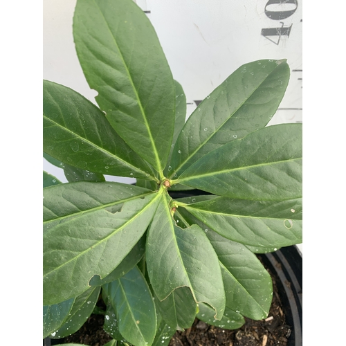 161 - TWO CHERRY LAURELS IN 10 LTR POTS. APPROX 50CM TALL, TO BE SOLD FOR THE PAIR