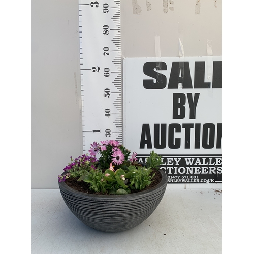 165 - ONE LARGE PLANTER FILLED WITH VARIOUS BEDDING PLANTS TO INCLUDE OSTEOSPERMUM, AUBRIETA, SEMPS, LOBEL... 