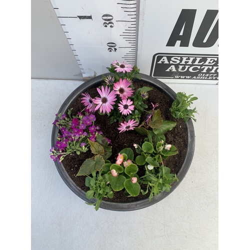 165 - ONE LARGE PLANTER FILLED WITH VARIOUS BEDDING PLANTS TO INCLUDE OSTEOSPERMUM, AUBRIETA, SEMPS, LOBEL... 