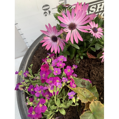 165 - ONE LARGE PLANTER FILLED WITH VARIOUS BEDDING PLANTS TO INCLUDE OSTEOSPERMUM, AUBRIETA, SEMPS, LOBEL... 