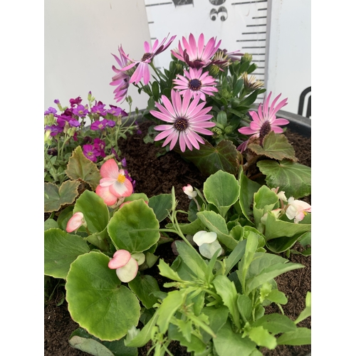 165 - ONE LARGE PLANTER FILLED WITH VARIOUS BEDDING PLANTS TO INCLUDE OSTEOSPERMUM, AUBRIETA, SEMPS, LOBEL... 