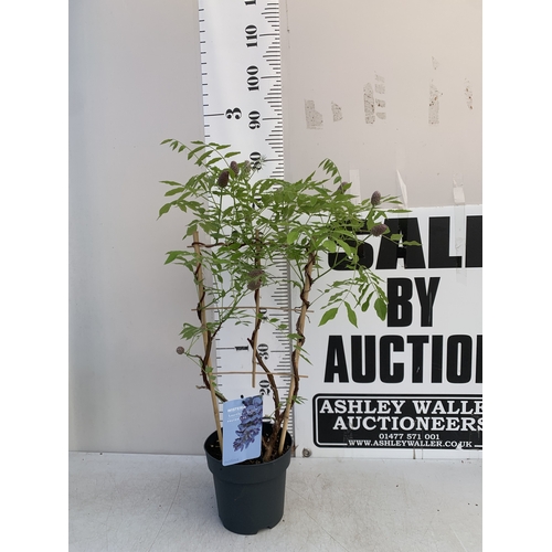 168 - ONE WISTERIA FRUTESCENS 'AMETHYST FALLS' ON A TRELLIS- FULL OF BUDS IN A 3 LTR POT. APPROX 80-90CM T... 