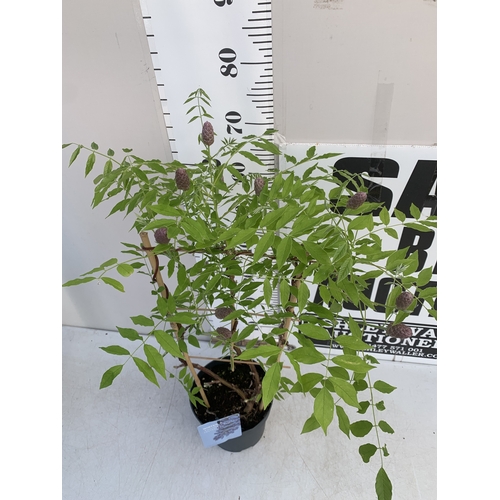 168 - ONE WISTERIA FRUTESCENS 'AMETHYST FALLS' ON A TRELLIS- FULL OF BUDS IN A 3 LTR POT. APPROX 80-90CM T... 