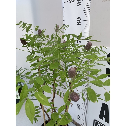 168 - ONE WISTERIA FRUTESCENS 'AMETHYST FALLS' ON A TRELLIS- FULL OF BUDS IN A 3 LTR POT. APPROX 80-90CM T... 