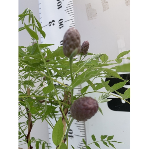 168 - ONE WISTERIA FRUTESCENS 'AMETHYST FALLS' ON A TRELLIS- FULL OF BUDS IN A 3 LTR POT. APPROX 80-90CM T... 