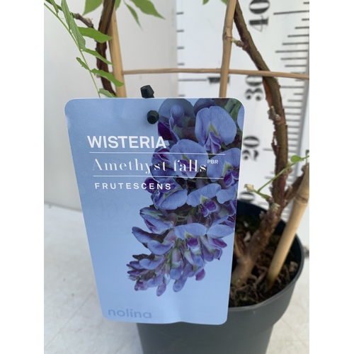 168 - ONE WISTERIA FRUTESCENS 'AMETHYST FALLS' ON A TRELLIS- FULL OF BUDS IN A 3 LTR POT. APPROX 80-90CM T... 