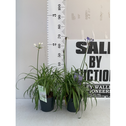 169 - TWO MIXED AGAPANTHUS- ONE WHITE 'SUMMER LOVE' AND ONE PURPLE NOLINA IN 2 LTR POTS. APPROX 70CM TALL,... 