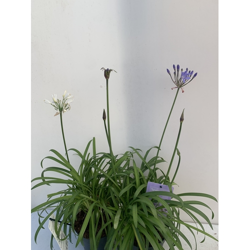 169 - TWO MIXED AGAPANTHUS- ONE WHITE 'SUMMER LOVE' AND ONE PURPLE NOLINA IN 2 LTR POTS. APPROX 70CM TALL,... 