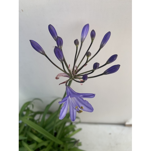 169 - TWO MIXED AGAPANTHUS- ONE WHITE 'SUMMER LOVE' AND ONE PURPLE NOLINA IN 2 LTR POTS. APPROX 70CM TALL,... 