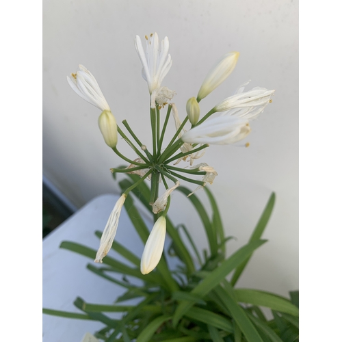 169 - TWO MIXED AGAPANTHUS- ONE WHITE 'SUMMER LOVE' AND ONE PURPLE NOLINA IN 2 LTR POTS. APPROX 70CM TALL,... 