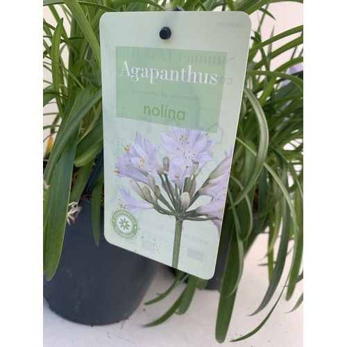 169 - TWO MIXED AGAPANTHUS- ONE WHITE 'SUMMER LOVE' AND ONE PURPLE NOLINA IN 2 LTR POTS. APPROX 70CM TALL,... 