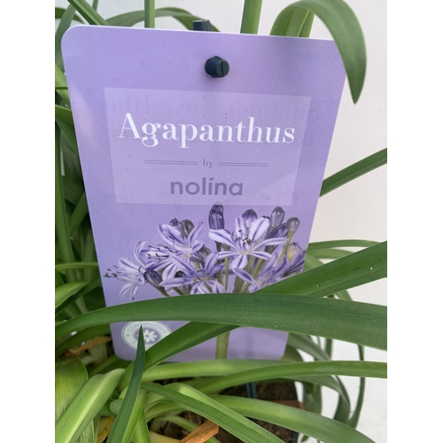 169 - TWO MIXED AGAPANTHUS- ONE WHITE 'SUMMER LOVE' AND ONE PURPLE NOLINA IN 2 LTR POTS. APPROX 70CM TALL,... 
