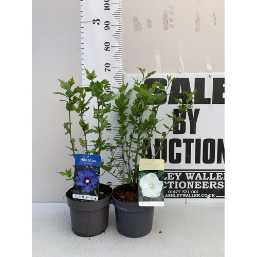 171 - TWO HIBISCUS SYRIACUS - ONE BLUE 'MARINA' AND ONE WHITE 'W.R. SMITH' IN 3 LTR POTS. APPROX 70CM TALL... 