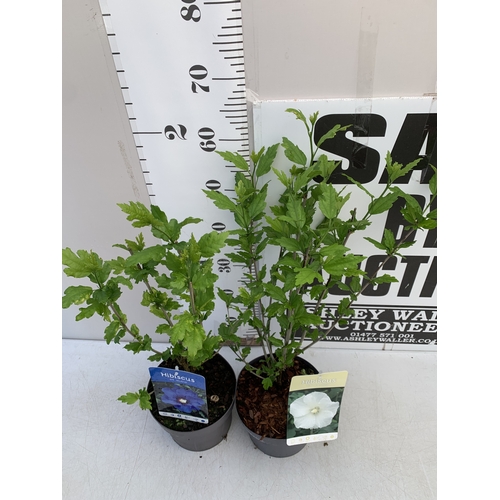 171 - TWO HIBISCUS SYRIACUS - ONE BLUE 'MARINA' AND ONE WHITE 'W.R. SMITH' IN 3 LTR POTS. APPROX 70CM TALL... 