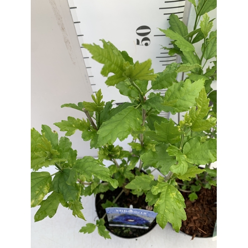 171 - TWO HIBISCUS SYRIACUS - ONE BLUE 'MARINA' AND ONE WHITE 'W.R. SMITH' IN 3 LTR POTS. APPROX 70CM TALL... 