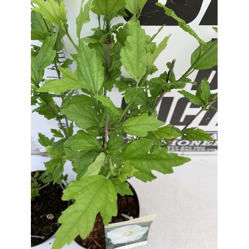 171 - TWO HIBISCUS SYRIACUS - ONE BLUE 'MARINA' AND ONE WHITE 'W.R. SMITH' IN 3 LTR POTS. APPROX 70CM TALL... 
