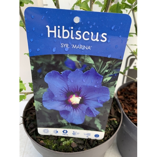 171 - TWO HIBISCUS SYRIACUS - ONE BLUE 'MARINA' AND ONE WHITE 'W.R. SMITH' IN 3 LTR POTS. APPROX 70CM TALL... 