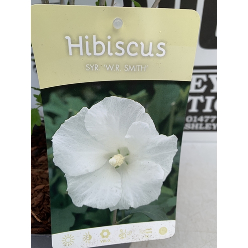 171 - TWO HIBISCUS SYRIACUS - ONE BLUE 'MARINA' AND ONE WHITE 'W.R. SMITH' IN 3 LTR POTS. APPROX 70CM TALL... 