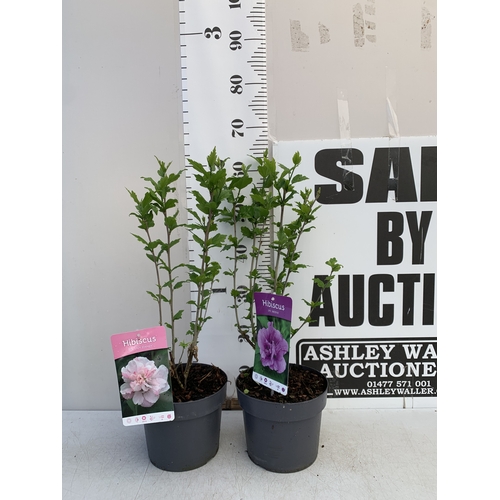 172 - TWO HIBISCUS SYRIACUS - ONE LIGHT PINK 'LADY STANLEY' AND ONE PURPLE PINK 'ARDENS' IN 3 LTR POTS. AP... 