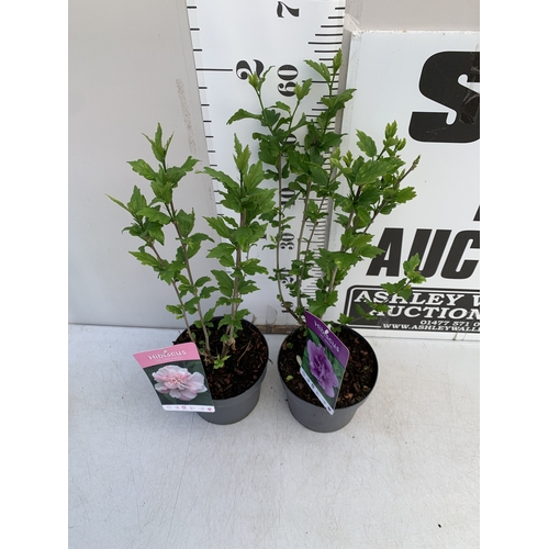 172 - TWO HIBISCUS SYRIACUS - ONE LIGHT PINK 'LADY STANLEY' AND ONE PURPLE PINK 'ARDENS' IN 3 LTR POTS. AP... 