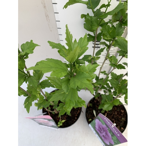 172 - TWO HIBISCUS SYRIACUS - ONE LIGHT PINK 'LADY STANLEY' AND ONE PURPLE PINK 'ARDENS' IN 3 LTR POTS. AP... 