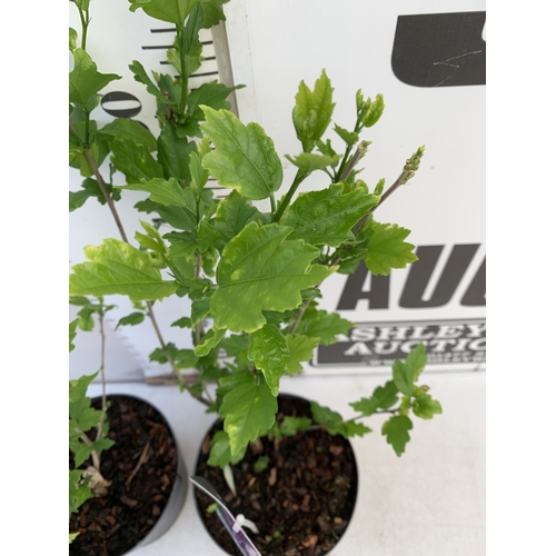 172 - TWO HIBISCUS SYRIACUS - ONE LIGHT PINK 'LADY STANLEY' AND ONE PURPLE PINK 'ARDENS' IN 3 LTR POTS. AP... 
