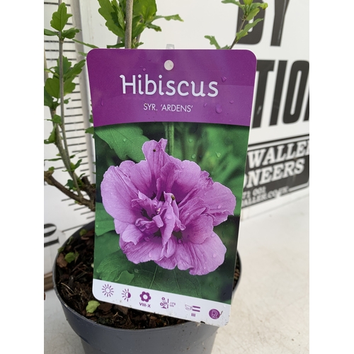 172 - TWO HIBISCUS SYRIACUS - ONE LIGHT PINK 'LADY STANLEY' AND ONE PURPLE PINK 'ARDENS' IN 3 LTR POTS. AP... 