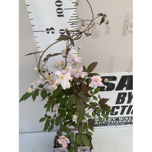 173 - TWO CLEMATIS MONTANA PINK 'FRAGRANT SPRING' IN 1.75 LTR POTS. APPROX 90-100CM TALL, TO BE SOLD FOR T... 