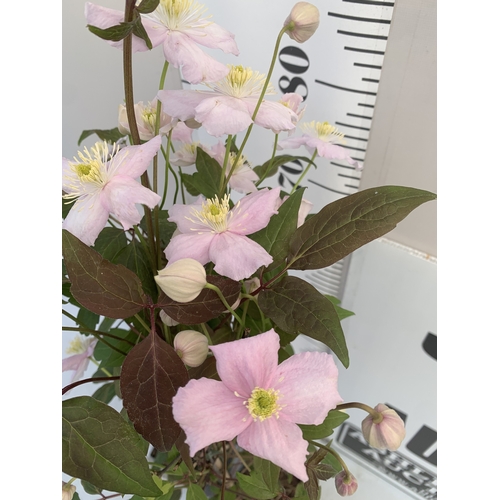 173 - TWO CLEMATIS MONTANA PINK 'FRAGRANT SPRING' IN 1.75 LTR POTS. APPROX 90-100CM TALL, TO BE SOLD FOR T... 