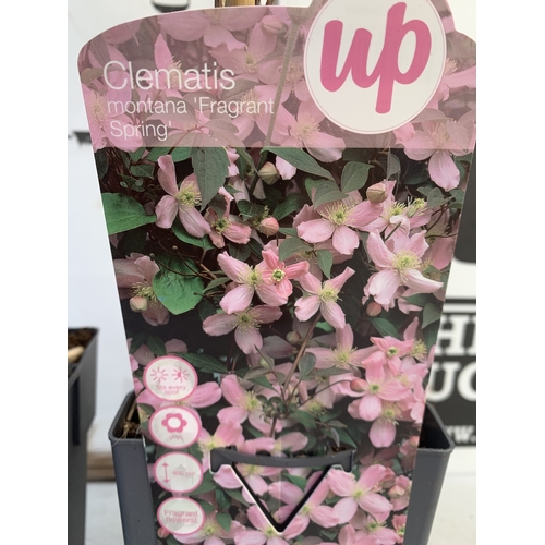 173 - TWO CLEMATIS MONTANA PINK 'FRAGRANT SPRING' IN 1.75 LTR POTS. APPROX 90-100CM TALL, TO BE SOLD FOR T... 