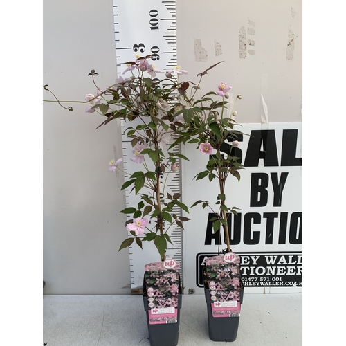 174 - TWO CLEMATIS MONTANA PINK 'FRAGRANT SPRING' IN 1.75 LTR POTS. APPROX 90-100CM TALL, TO BE SOLD FOR T... 