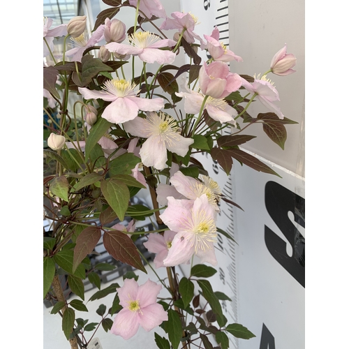 174 - TWO CLEMATIS MONTANA PINK 'FRAGRANT SPRING' IN 1.75 LTR POTS. APPROX 90-100CM TALL, TO BE SOLD FOR T... 