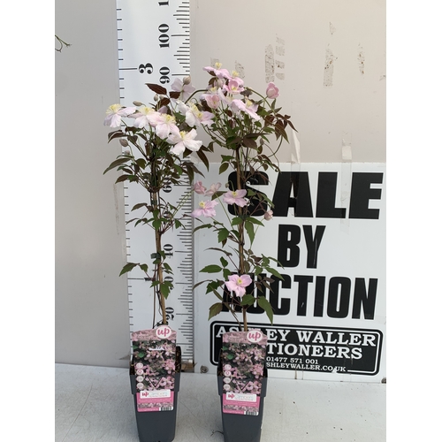 174 - TWO CLEMATIS MONTANA PINK 'FRAGRANT SPRING' IN 1.75 LTR POTS. APPROX 90-100CM TALL, TO BE SOLD FOR T... 