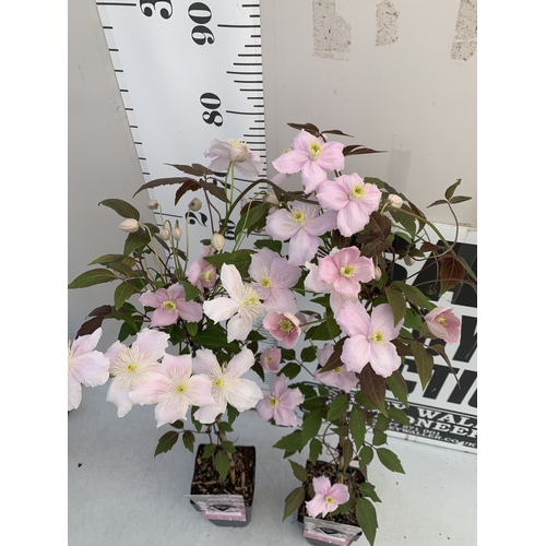 174 - TWO CLEMATIS MONTANA PINK 'FRAGRANT SPRING' IN 1.75 LTR POTS. APPROX 90-100CM TALL, TO BE SOLD FOR T... 