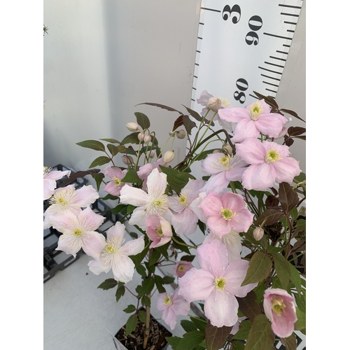 174 - TWO CLEMATIS MONTANA PINK 'FRAGRANT SPRING' IN 1.75 LTR POTS. APPROX 90-100CM TALL, TO BE SOLD FOR T... 