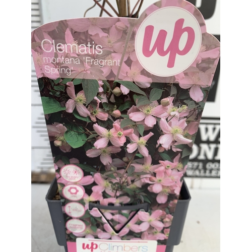 174 - TWO CLEMATIS MONTANA PINK 'FRAGRANT SPRING' IN 1.75 LTR POTS. APPROX 90-100CM TALL, TO BE SOLD FOR T... 