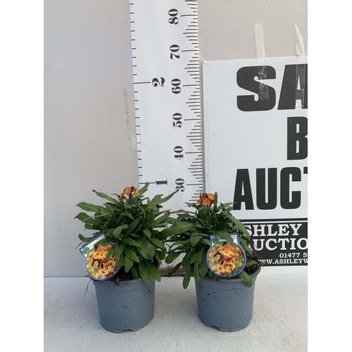 176 - TWO ERYSIMUM 'ERYSISTIBLE BRONZE ORANGE' IN 2 LTR POTS. APPROX 30CM TALL, TO BE SOLD FOR THE TWO
