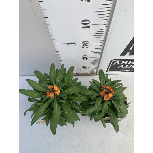 176 - TWO ERYSIMUM 'ERYSISTIBLE BRONZE ORANGE' IN 2 LTR POTS. APPROX 30CM TALL, TO BE SOLD FOR THE TWO