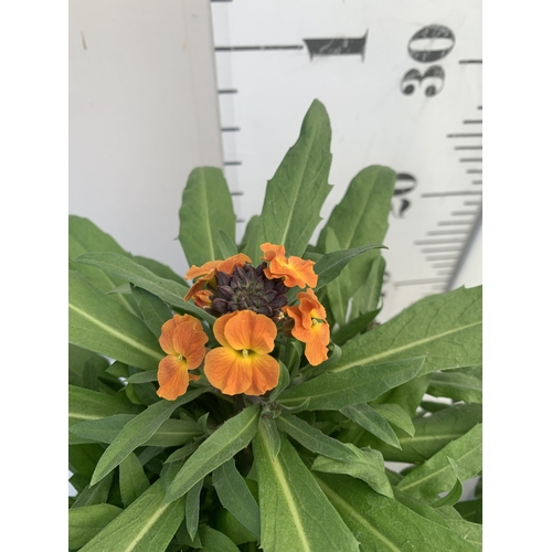 176 - TWO ERYSIMUM 'ERYSISTIBLE BRONZE ORANGE' IN 2 LTR POTS. APPROX 30CM TALL, TO BE SOLD FOR THE TWO