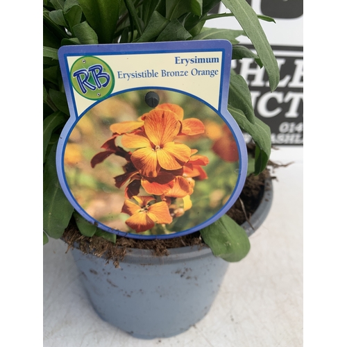 176 - TWO ERYSIMUM 'ERYSISTIBLE BRONZE ORANGE' IN 2 LTR POTS. APPROX 30CM TALL, TO BE SOLD FOR THE TWO