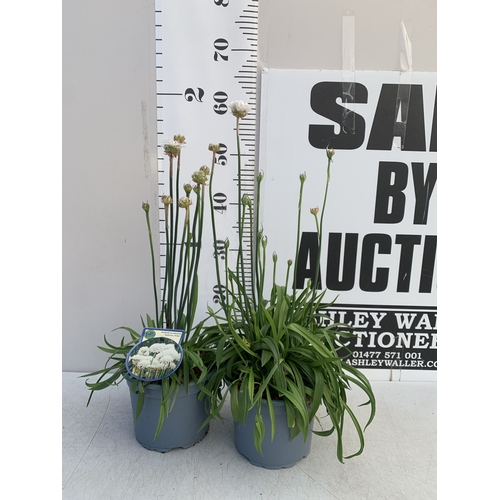 177 - TWO ARMERIA PSEUDARMERIA 'BALLERINA WHITE' IN 2 LTR POTS. APPROX 40-50CM TALL, TO BE SOLD FOR THE TW... 