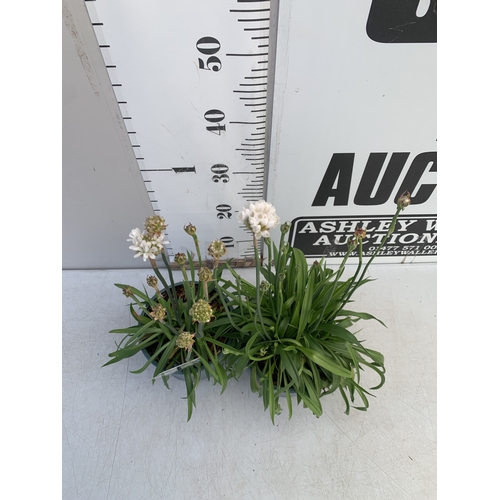 177 - TWO ARMERIA PSEUDARMERIA 'BALLERINA WHITE' IN 2 LTR POTS. APPROX 40-50CM TALL, TO BE SOLD FOR THE TW... 