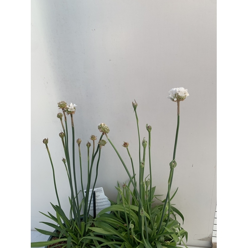 177 - TWO ARMERIA PSEUDARMERIA 'BALLERINA WHITE' IN 2 LTR POTS. APPROX 40-50CM TALL, TO BE SOLD FOR THE TW... 